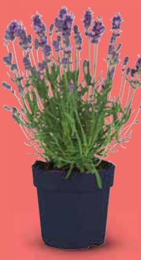 Lavanda