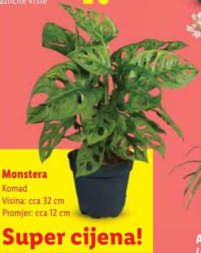 Monstera