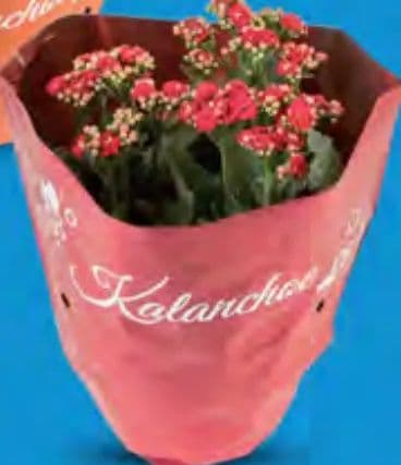 Kalanchoa