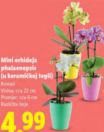 Mini orhideja phalaenopsis (u keramičkoj tegli)