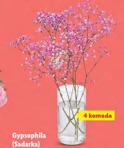 Gypsophila (Sadarka)