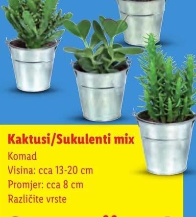 Kaktusi/Sukulenti mix