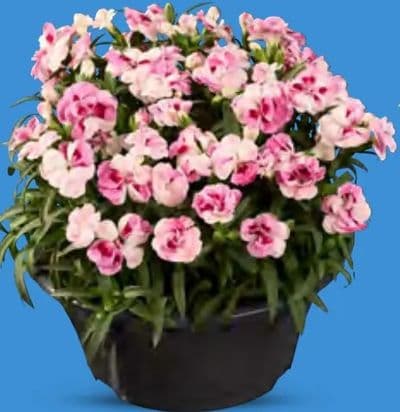Karanfil dianthus
