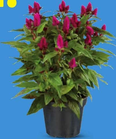 Pijetlova krijesta (Celosia)