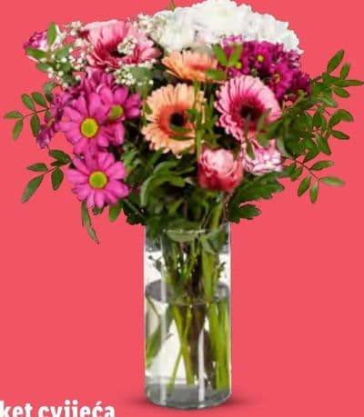 Krizanteme Elle Fleure