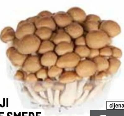SHIMEJI GLJIVE SMEĐE