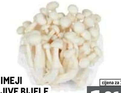 SHIMEJI GLJIVE BIJELE