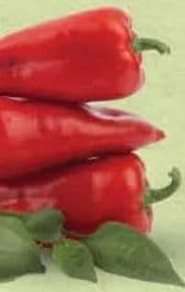 Paprika Rog crvena