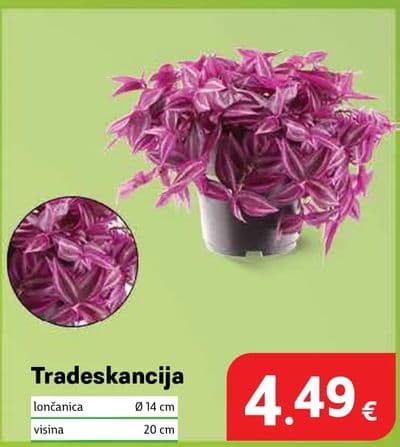 Tradeskancija