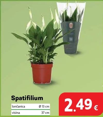 Spatifilum
