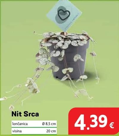 Nit Srca