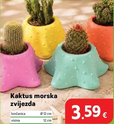 Kaktus morska zvijezda