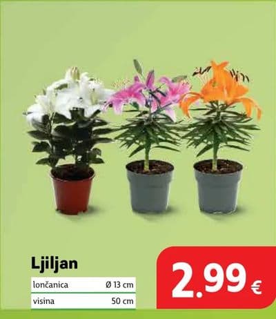 Ljljan