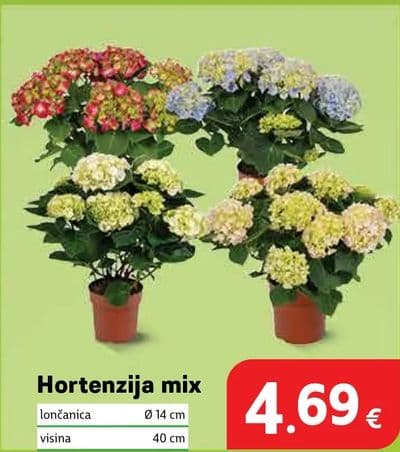 Hortenzija mix