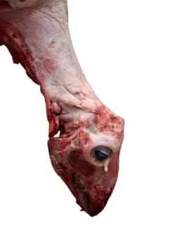 CCA 0,8KG JANJEĆA GLAVA