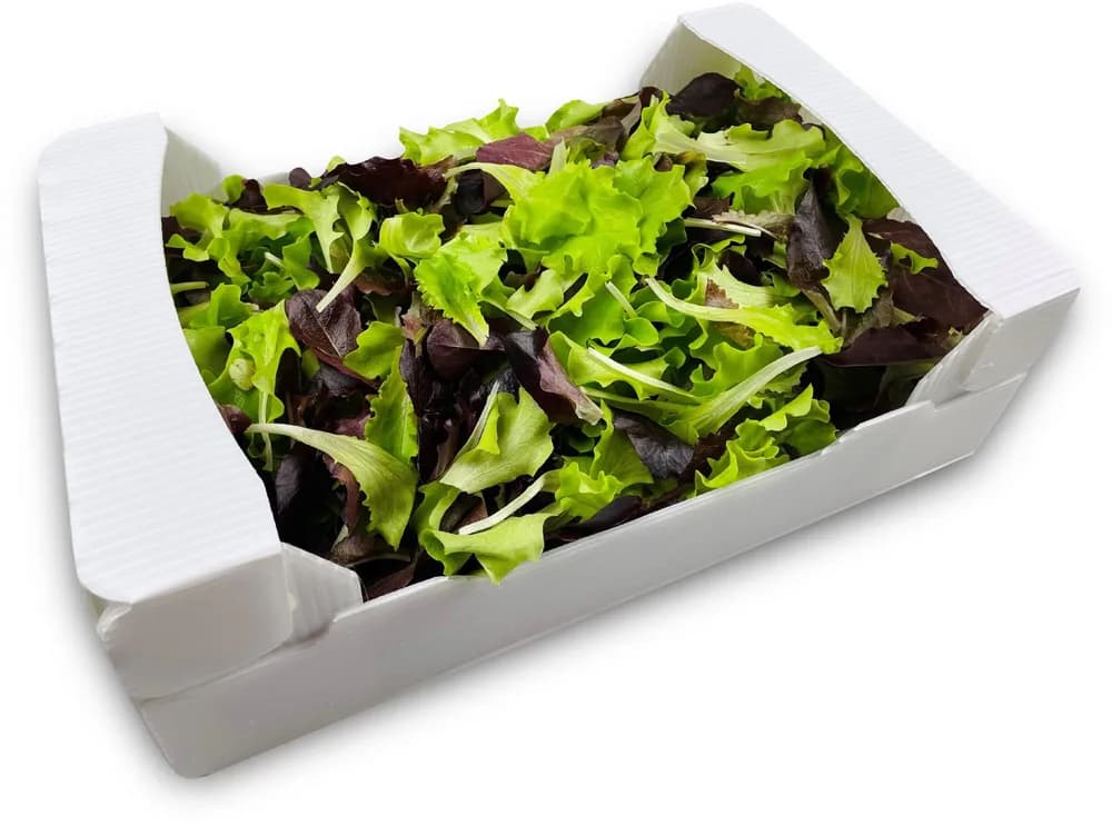 ZELENA I CRVENA SALATA 200g