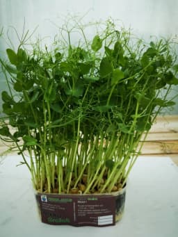 300G MIKROZELENJE GRAŠAK