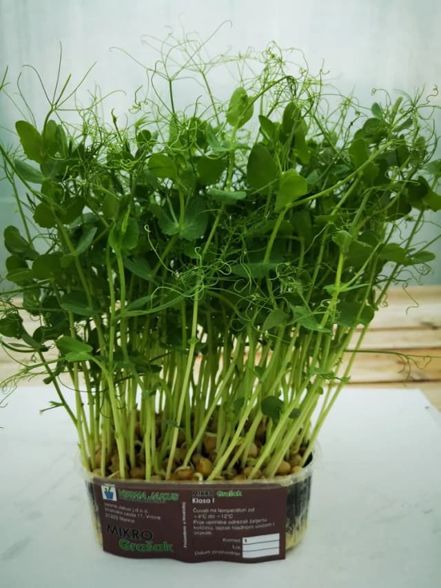 300G MIKROZELENJE GRAŠAK