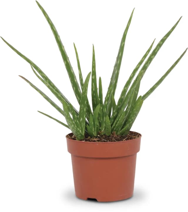 ALOE VERA 20-30/12