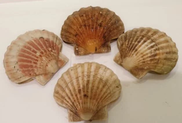 JAKOBOVA KAPICA CIJELA