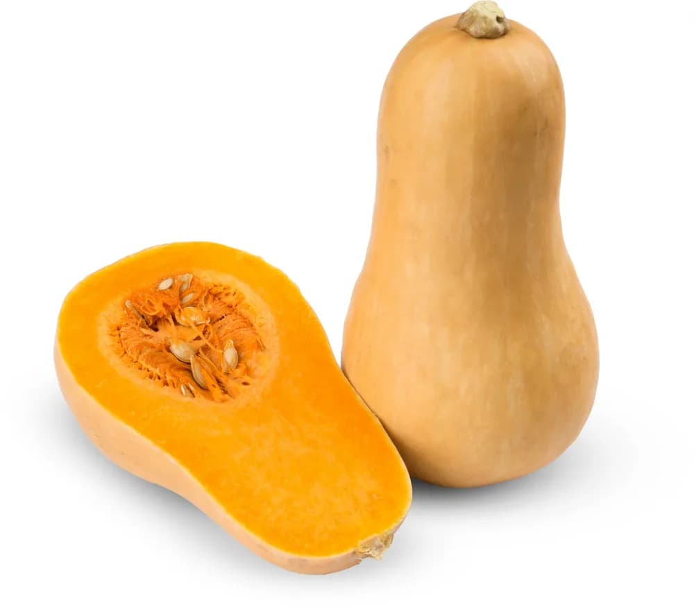 TIKVA BUTTERNUT rfz