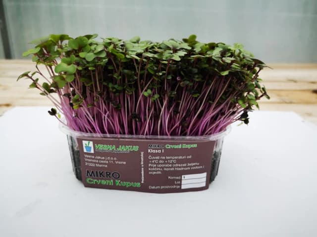 300G MIKROZELENJE CRVENI KUPUS