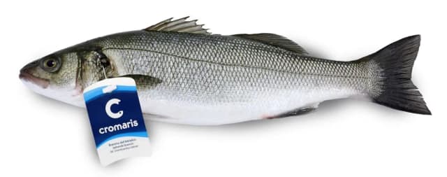 Brancin 200-300g