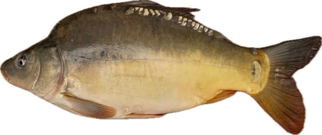CCA 2,5KG ŠARAN