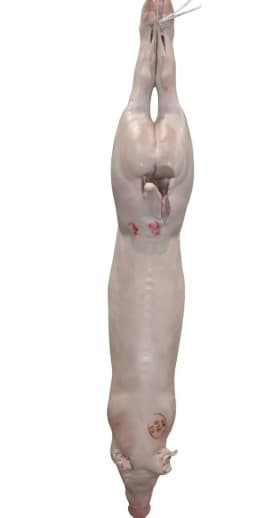 Odojak (trup)