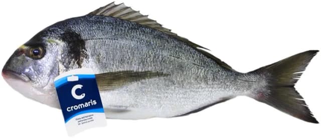 Orada