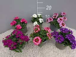 VERBENA CVIJEĆE MIX - KOM
