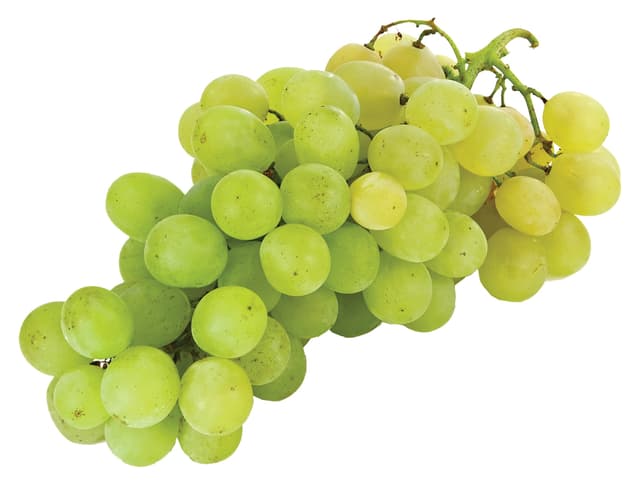 STOLNO GROŽĐE BIJELO