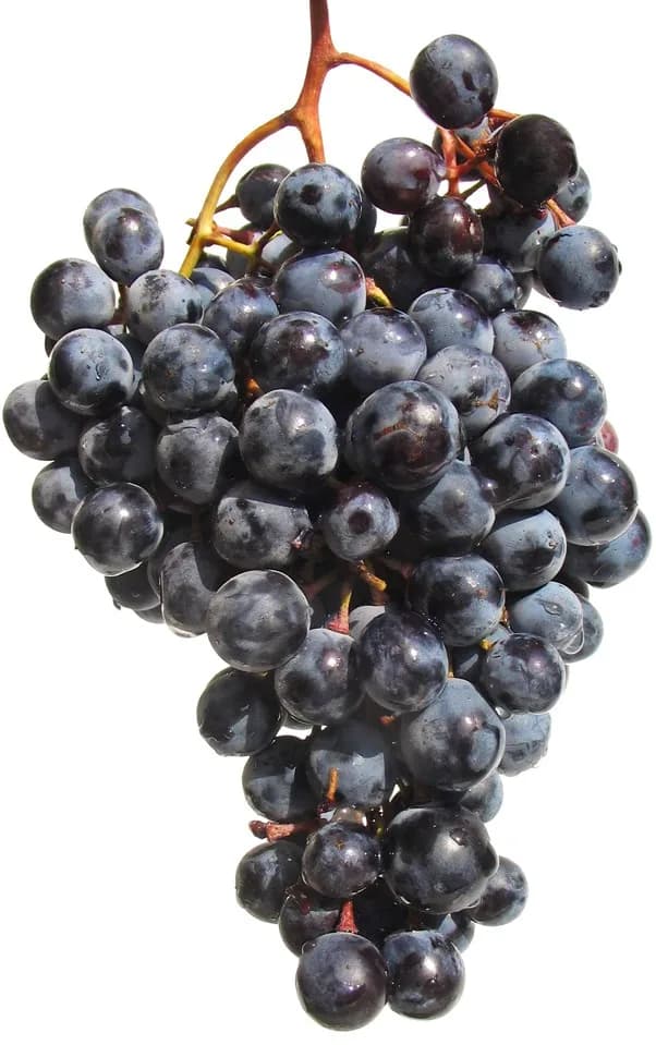 GROŽĐE CRNO - KG KL I