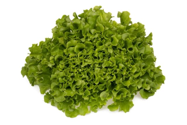 METRO-SALATA KRIST.IT KG KL II