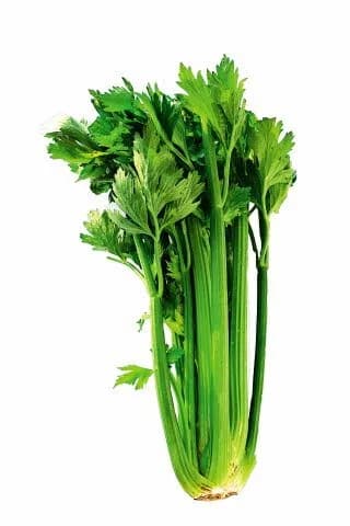 CELER LIST - KG