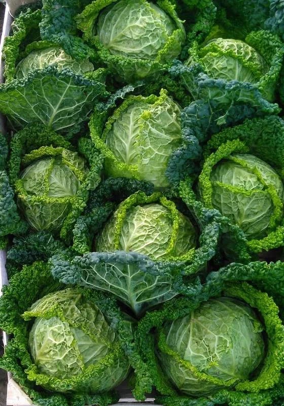 Kelj mladi 1 kg
