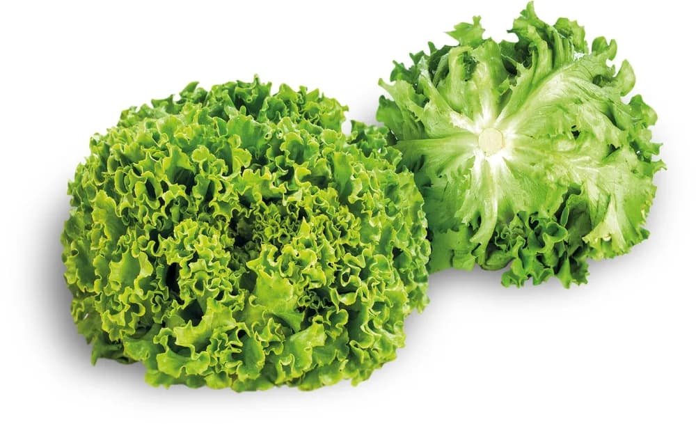 SALATA KRISTAL (kom)