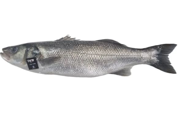 IKEJIME PRE.BRANCIN 2600/3500G
