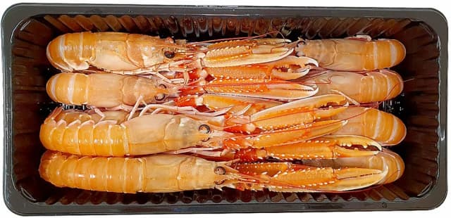 700G SEACON ŠKAMPI 8-12