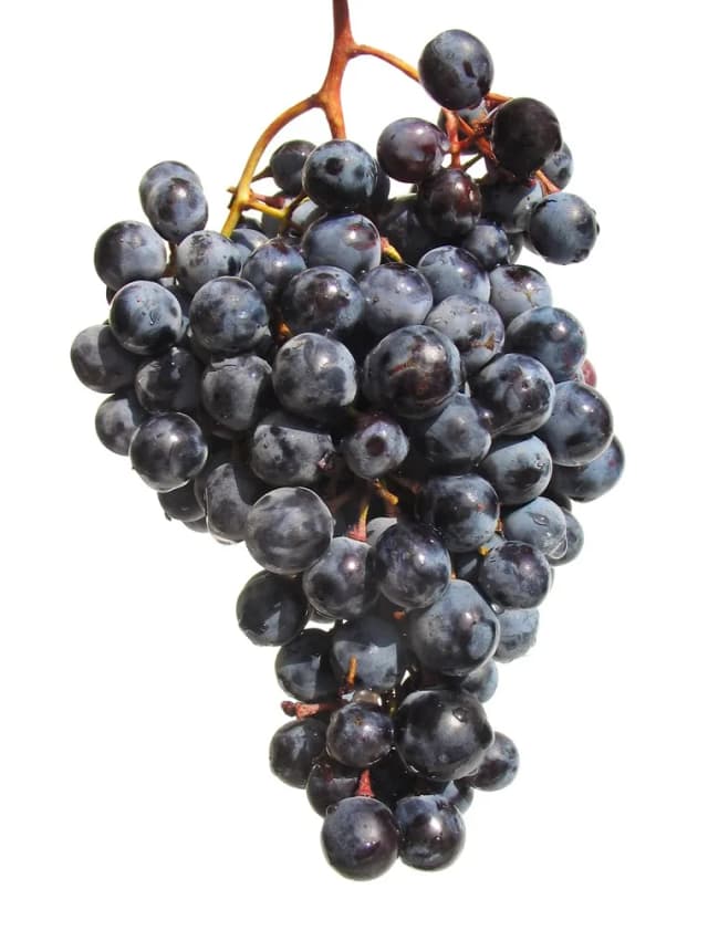 GROŽĐE CRNO – PD