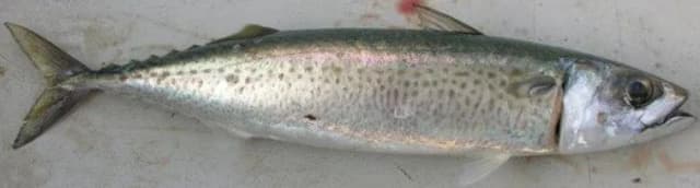 LOKARDA (PLAVICA)