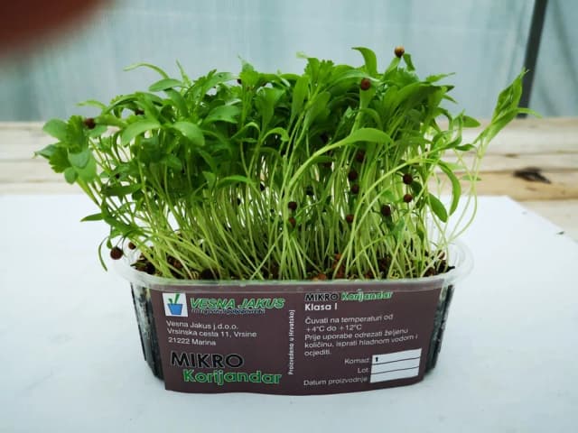 300G MIKROZELENJE KORIJANDAR