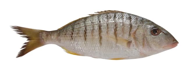 OVČICA