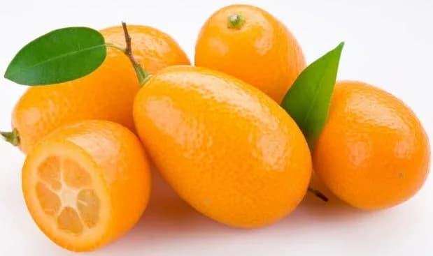 CUMQUAT - KG KL II