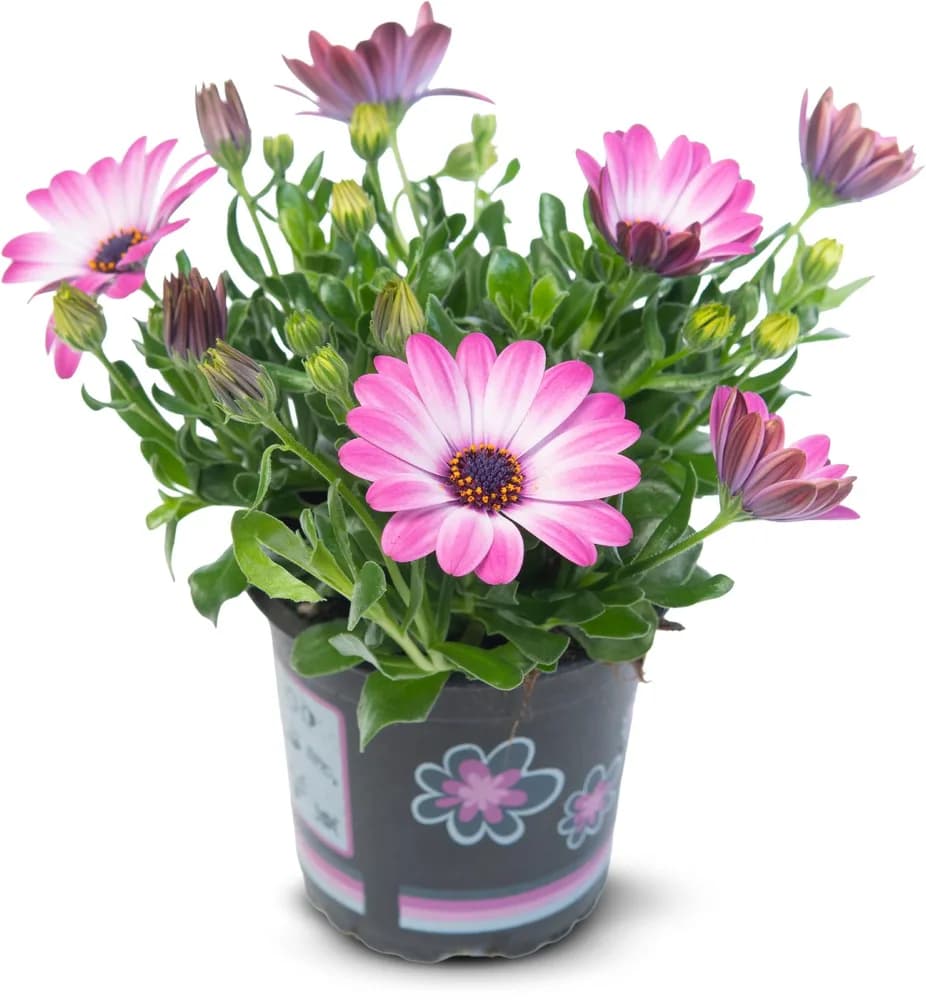 BILJKA OSTEOSPERMUM