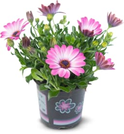 BILJKA OSTEOSPERMUM
