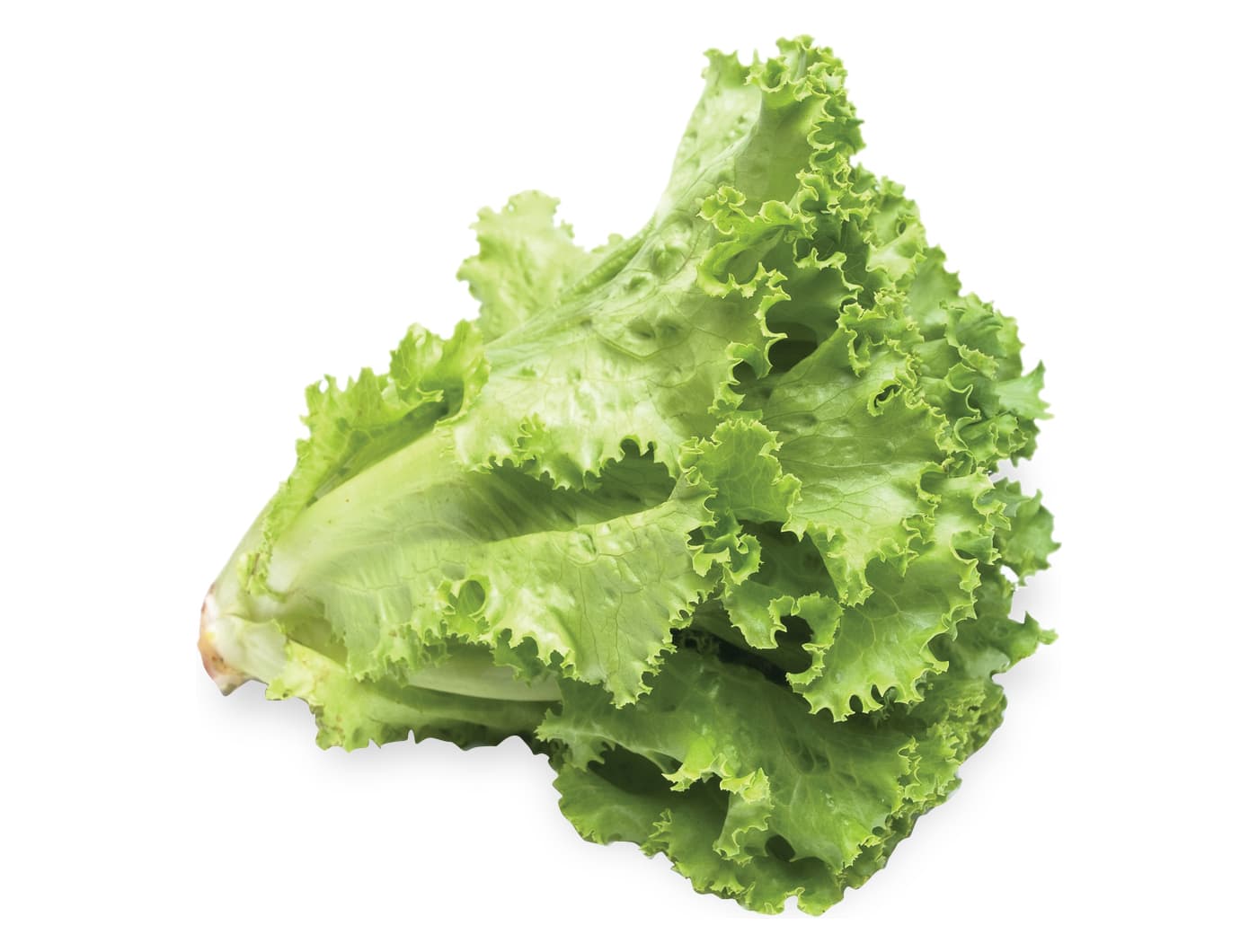 SALATA KRISTALKA SVJ. KOM