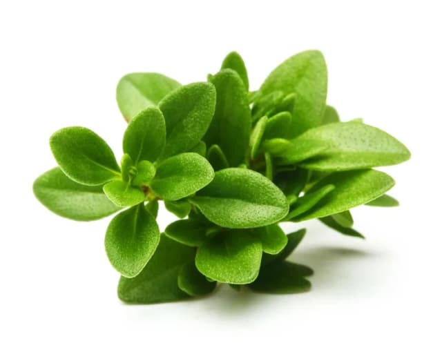30G TIMIJAN - L'INSALATA
