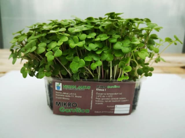 300G MIKROZELENJE GORUŠICA