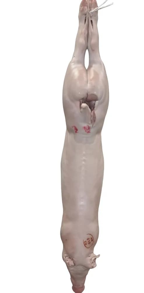 CCA15KG ODOJAK (TRUP)